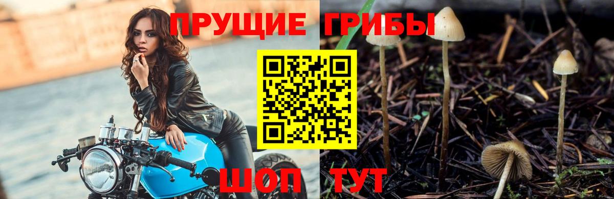 Котельники  Галлюциногенные грибы прущие грибы  Вход с VPN 